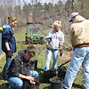 Students dig purple loosestrife plants for use in raising Galerucella beetles. 