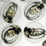 Zebrafish embryos 